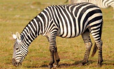 zebra rela afra